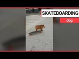 Talented dog teaches herself how to skateboard | SWNS TV