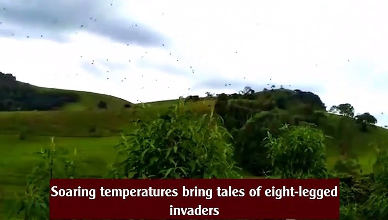 Raining spiders: airborne arachnids appear over south-east Brazil