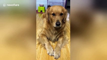 Golden retriever switches off unflattering video of itself snoring