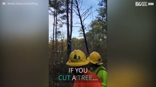 Tree strikes back against forest workers