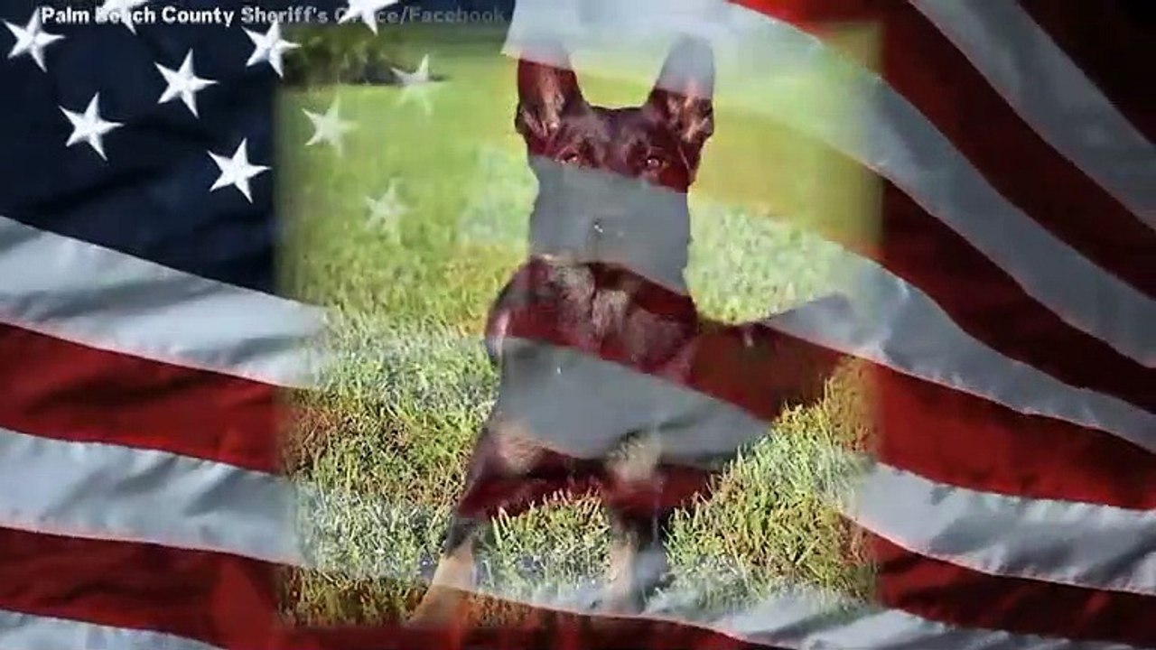 Police Mourn K9 Cigo At Memorial Service In Florida
