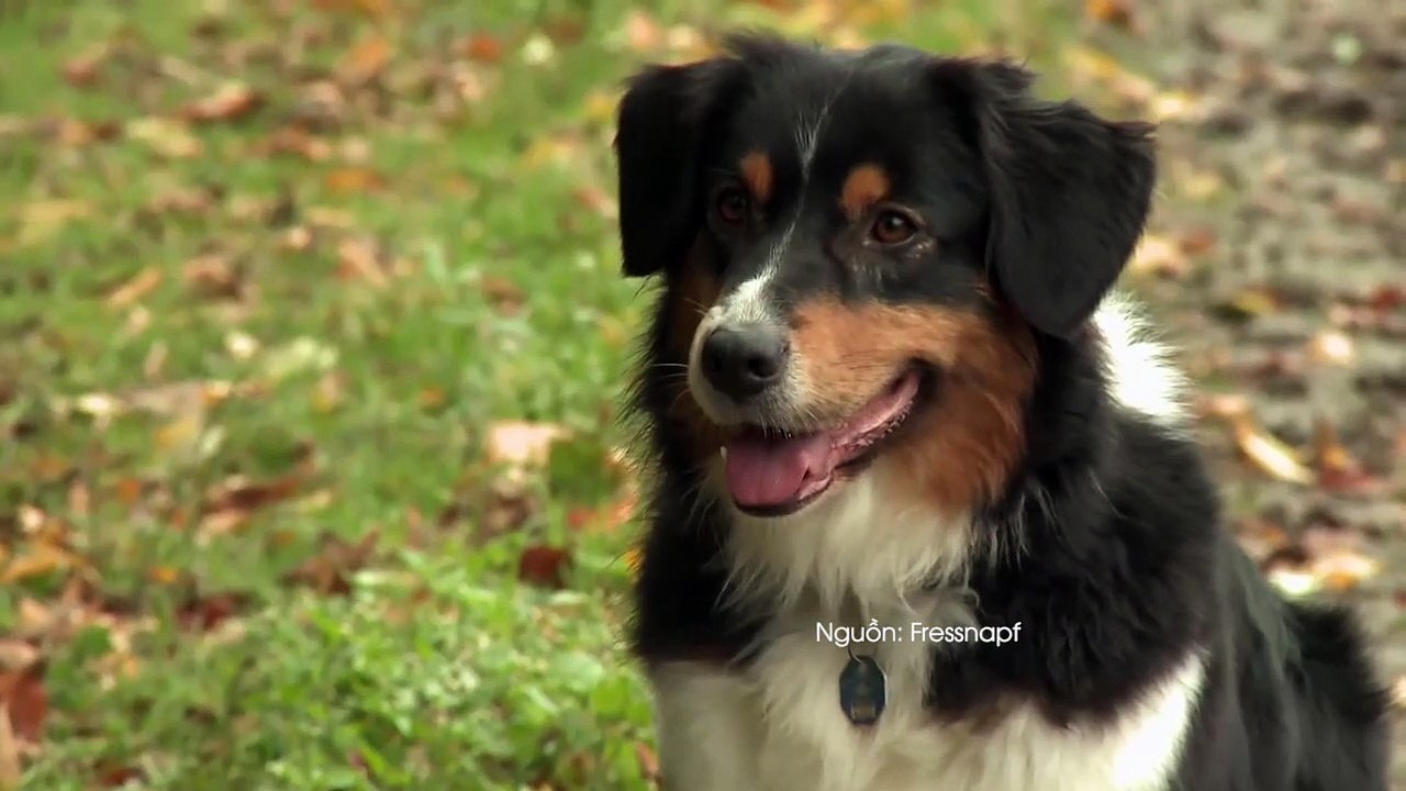 MS 10 GIỐNG CHÓ CUTE "PHÔ MAI QUE" NHƯNG LẠI LÀ SAI LẦM NẾU NUÔI TRONG NHÀ CÓ TRẺ NHỎ