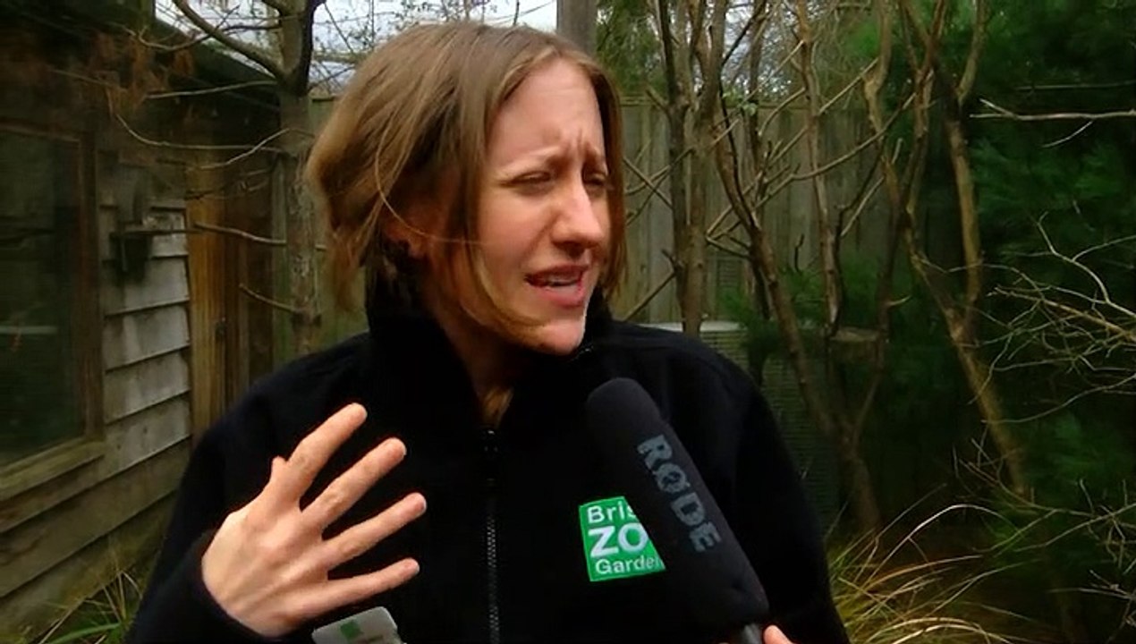 The Birth of a Baby Lemur at Bristol Zoo Gardens!