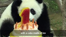 Panda celebrates birthday in Malaysia with carrot and ice cake