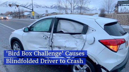 There's A Bird Box And There's A Bird Box of Idiots