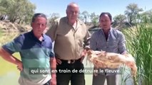 Australie : près d'un million de poissons retrouvés morts dans un fleuve