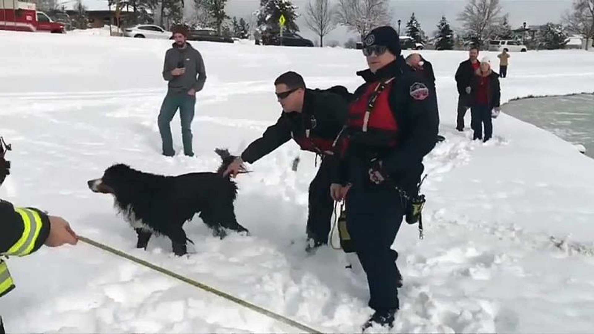 Mann Rettet Hund