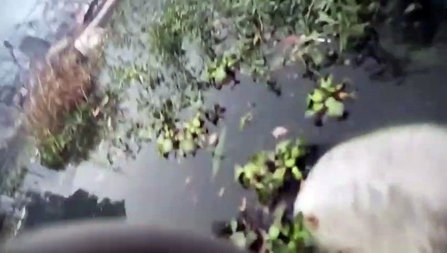 Il sauve une chèvre en train de se noyer dans une piscine après un incendie de forêt !