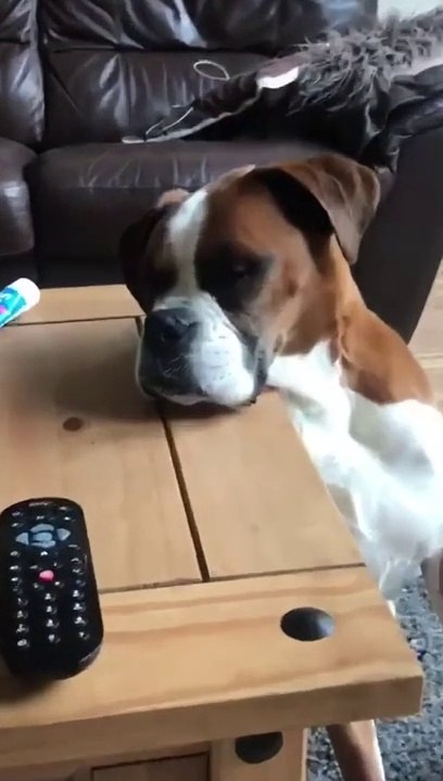 La tête de ce chien qui regarde le dîner de son maître !