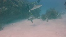 Un plongeur se fait foncer dessus par un requin et se fait avaler sa GoPro.