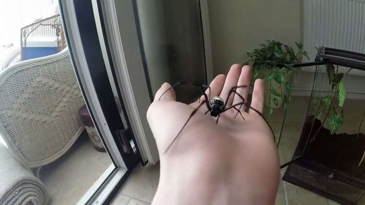 Il s'amuse avec son araignée orb Spider... Terrifiant