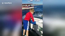 Cute sea lion hitches a lift on boat