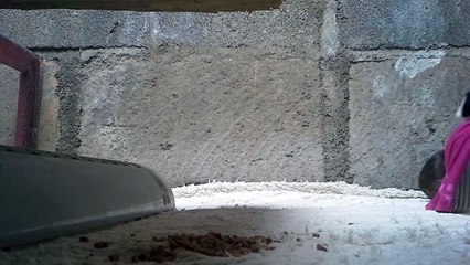 guinea pig daily routine 1