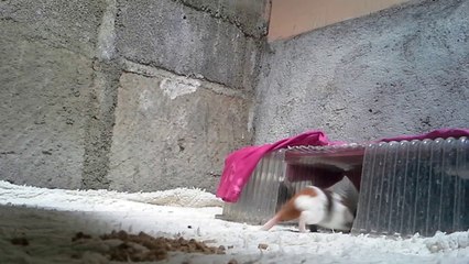 guinea pig daily routine 2