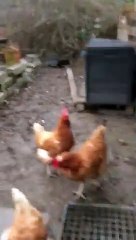 Rabye Bouden 2019 L INGRATITUDE ( EL NAKARINE EL 3ECHRA)