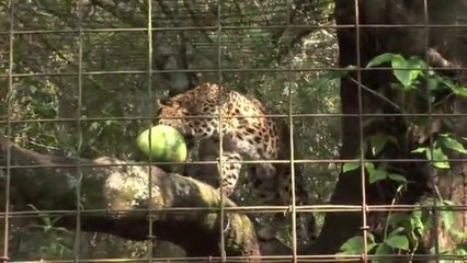 Big Cat Rescue - Big Cat Summer