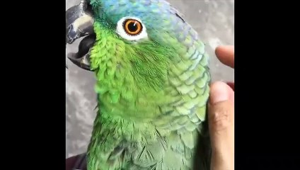 Funny Parrots and Cute Birds Compilation #84 - 2018