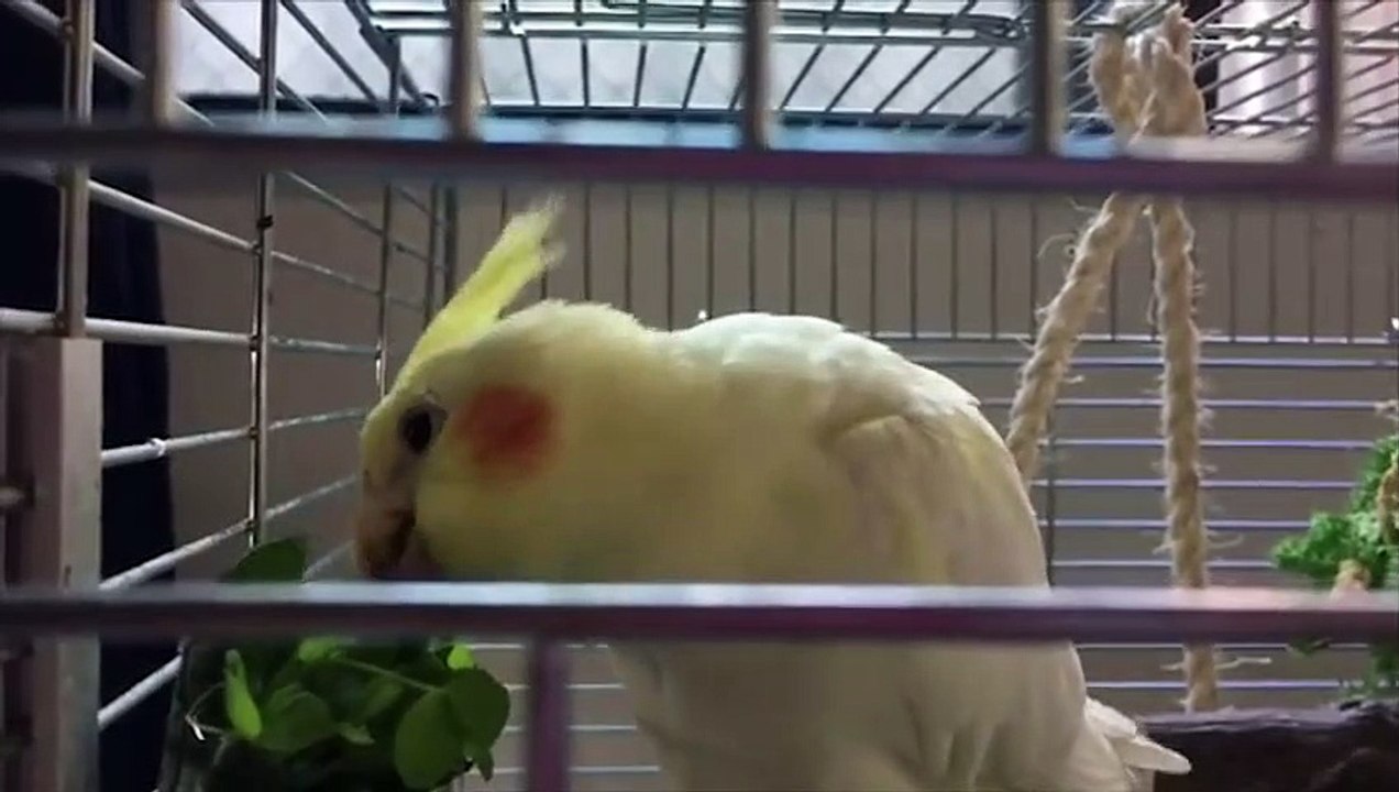 Funny Parrots and Cute Birds Compilation #86 - 2018