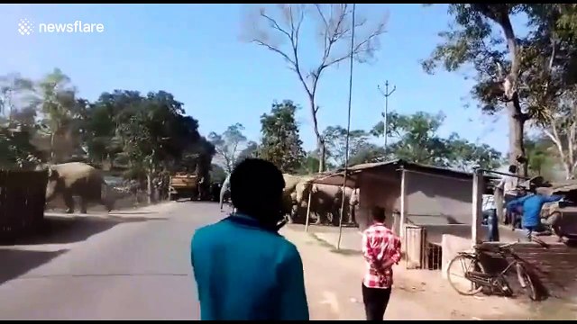 Locals panic as herd of 30 elephants marches through Indian village