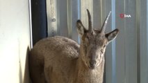 Polislerin Kurtardığı Yaban Keçisi Sağlığına Kavuşuyor