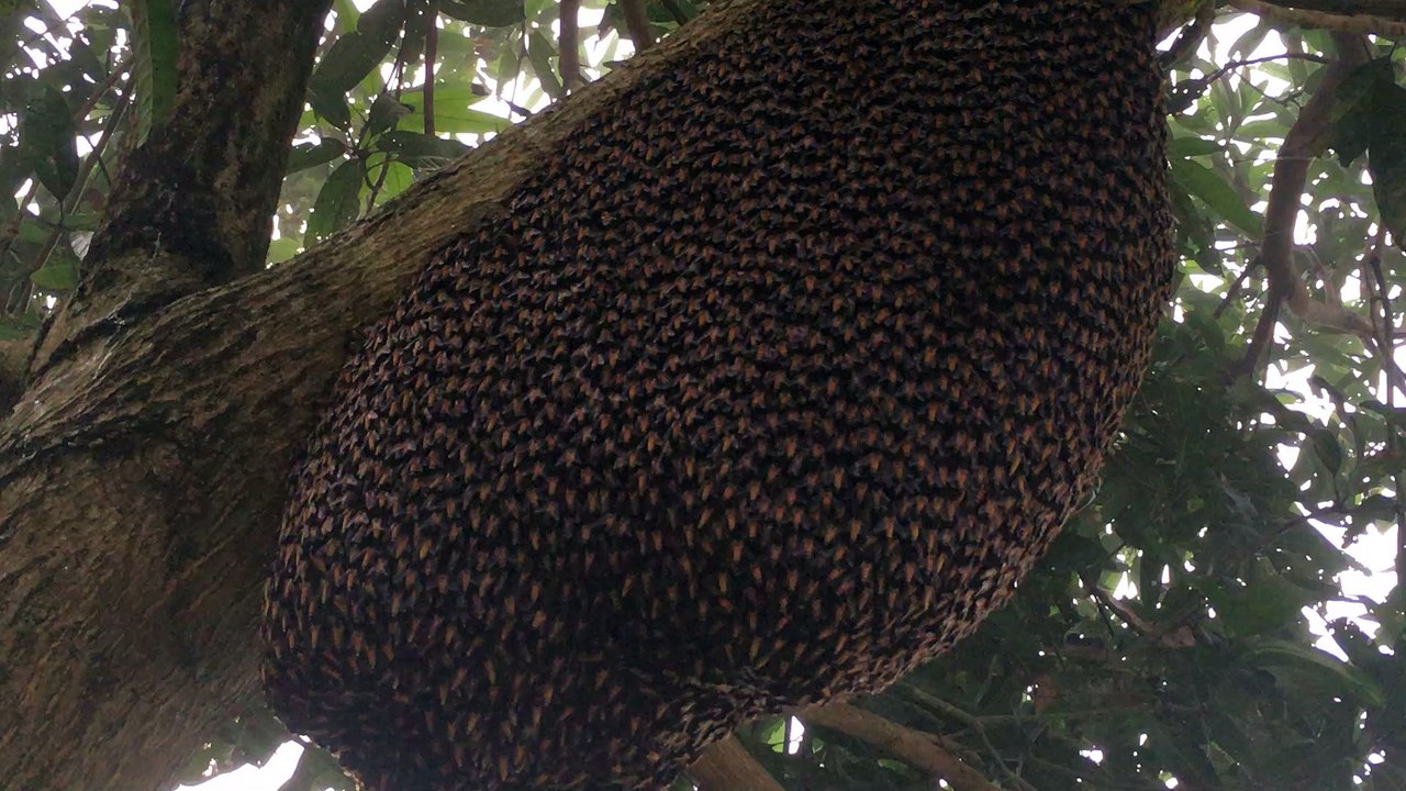 Honeybees Mesmerizing Defensive Wave