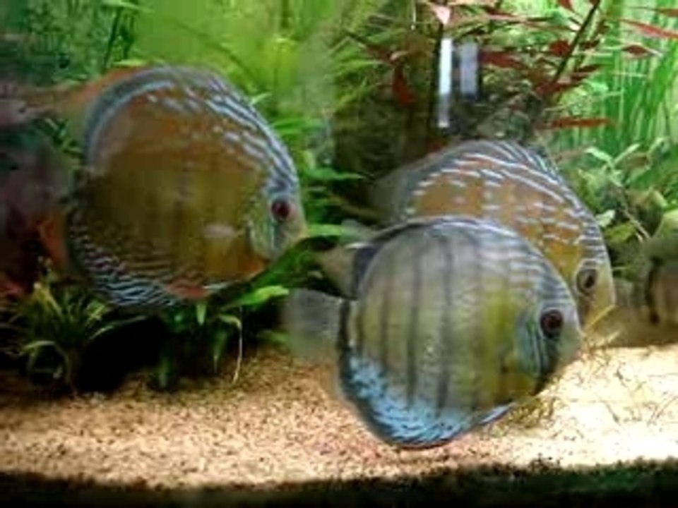 Discus sauvages