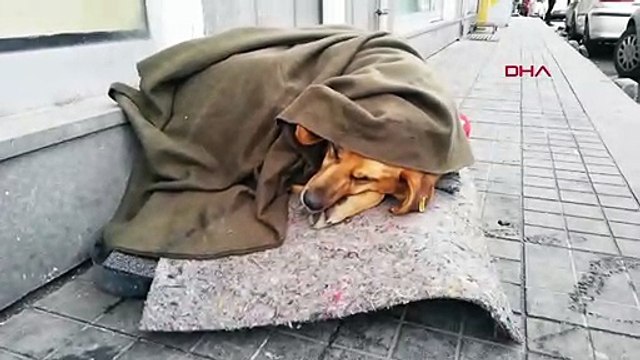 Soğukta üşüyen köpeği battaniye ile ısıttılar