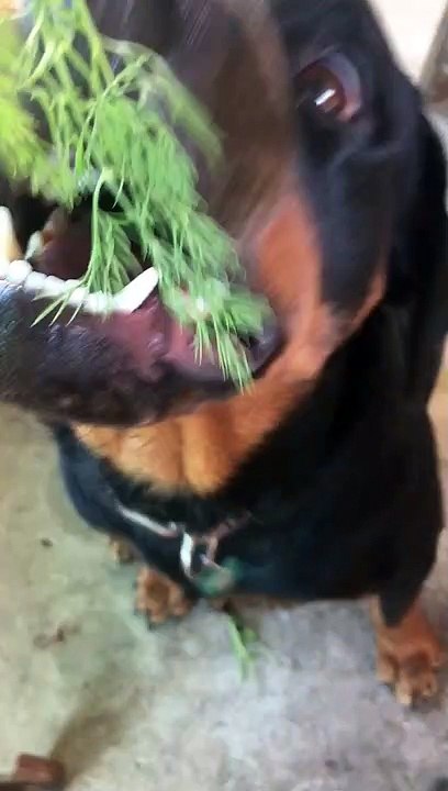 Vegetable and a dog