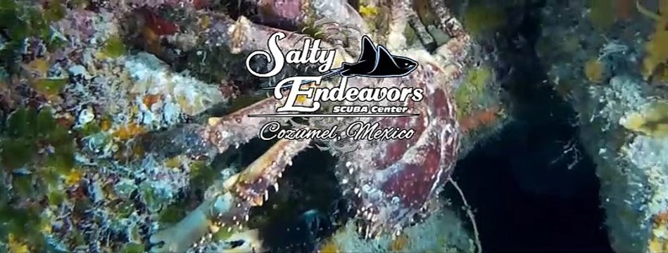 Cozumel Scuba Diving | Exclusive Scuba Packages in Mexico