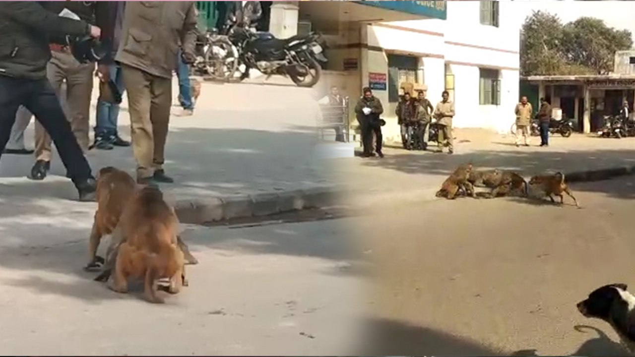 आगरा: SSP ऑफिस के सामने बंदरों के बीच गैंगवार, वीडियो में देखिए