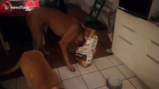 Greedy Great Dane gets caught with his head stuck in a food bag