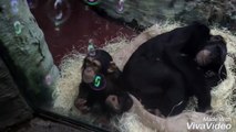 2 year old Chimpanzee Dayo with his little sister and bursting bubbles