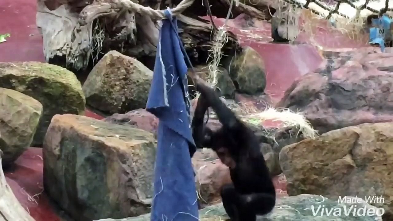 2 year old chimpanzee Dayo and his blue blanket