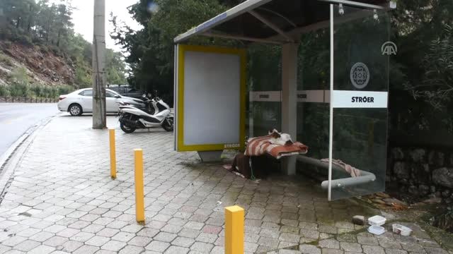 Dolmuş Durağı Kedilere Yuva Oldu