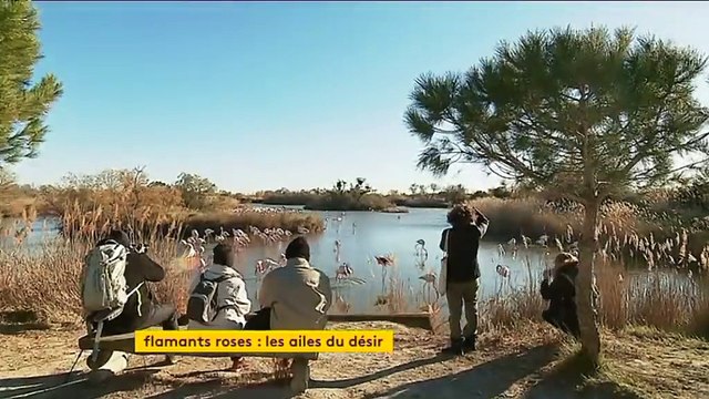 Le spectacle de la parade amoureuse des flamants roses en Camargue