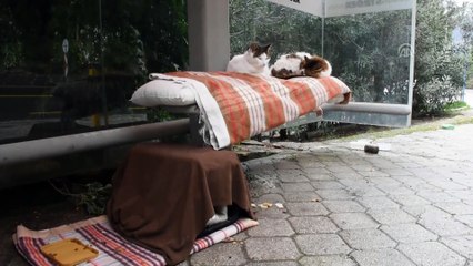 Dolmuş durağı kedilere yuva oldu - MUĞLA