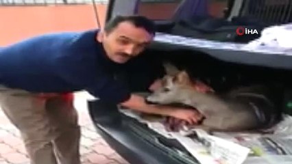 Yaralı Karaca Yavrusuna Jandarmadan Şefkat Eli
