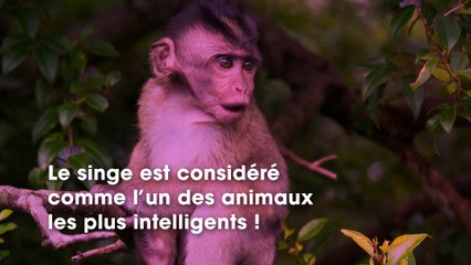 Des singes très malins trouvent une technique pour ne pas marcher dans la neige et c’est surprenant !