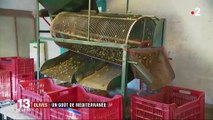 Alpes-Maritimes : les olives font la fierté de la région