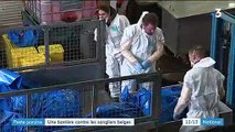 Agriculture : les cas de peste porcine en Belgique mettent la France en alerte