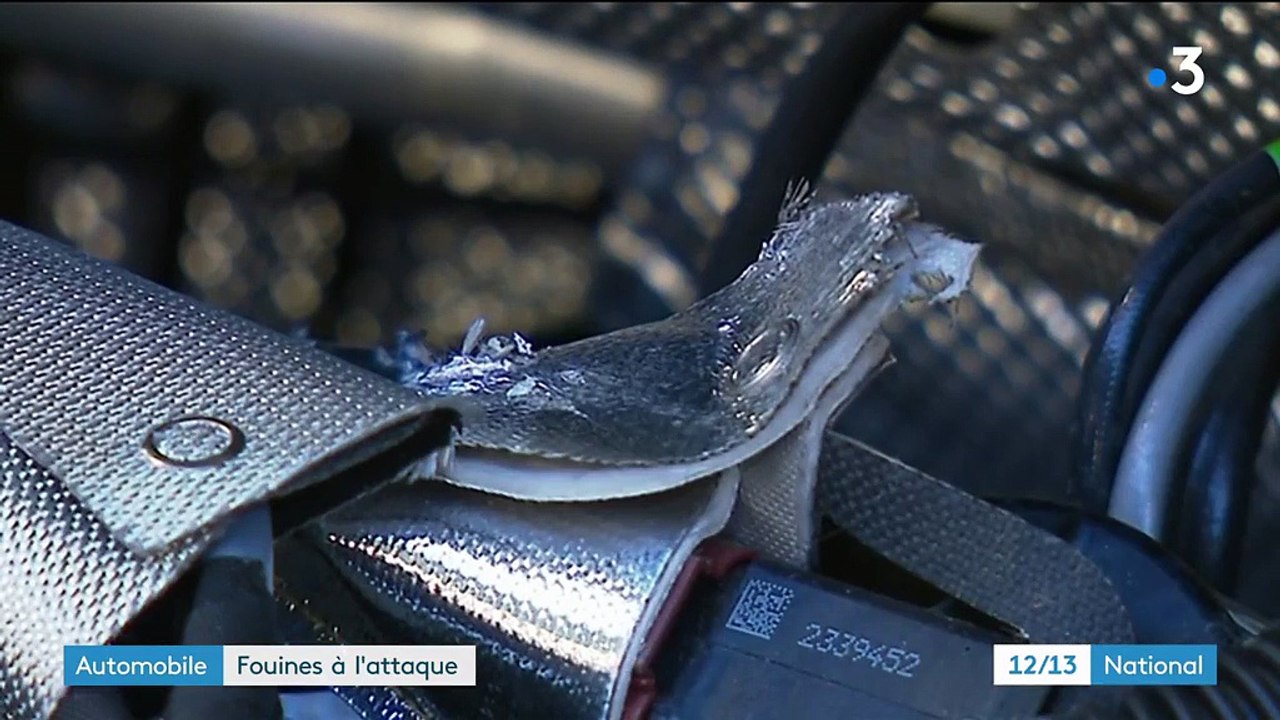 Automobile : quand les fouines causent des dégâts sur les câbles des véhicules