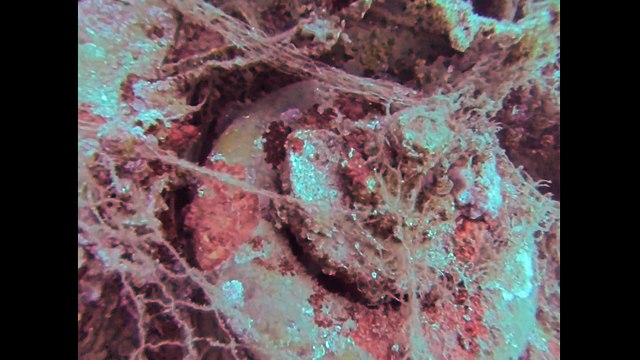 Les images de l'aile filmée par William Tillet par 30m de fond à Carro