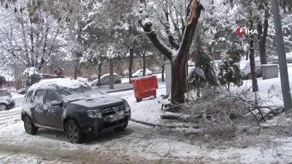 Yoğun Kar Yağışı Nedeniyle Devrilen Ağaç Faciaya Yol Açıyordu