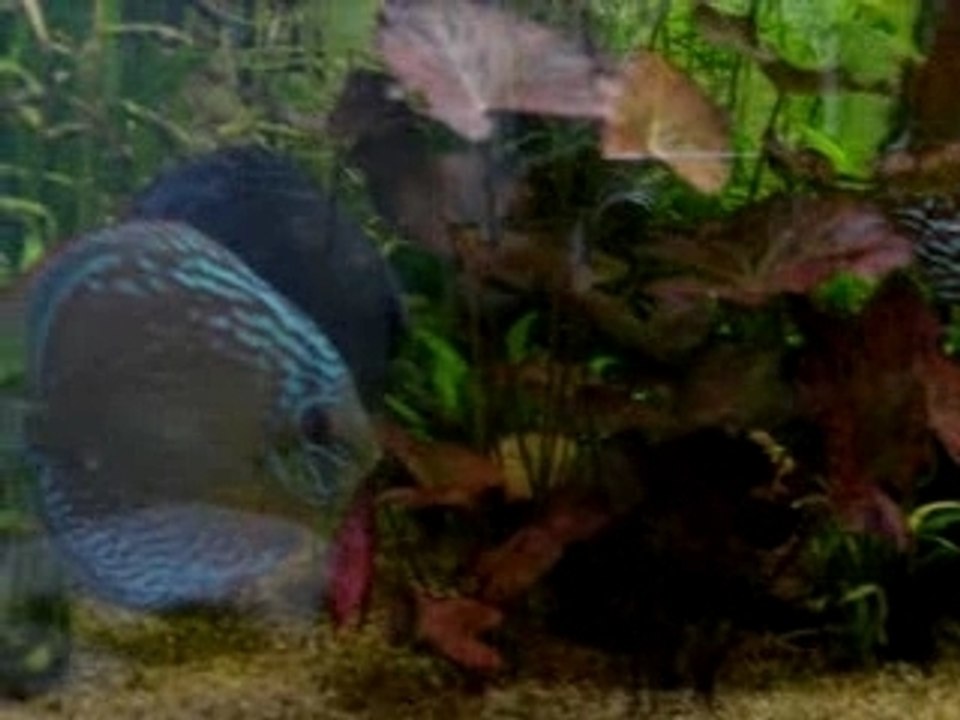Discus sauvages