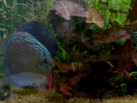 Discus sauvages