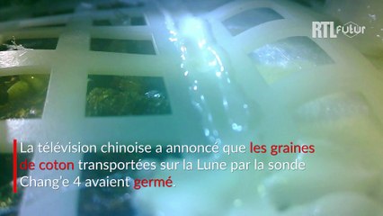 La Chine a fait germer du coton à la surface de la Lune