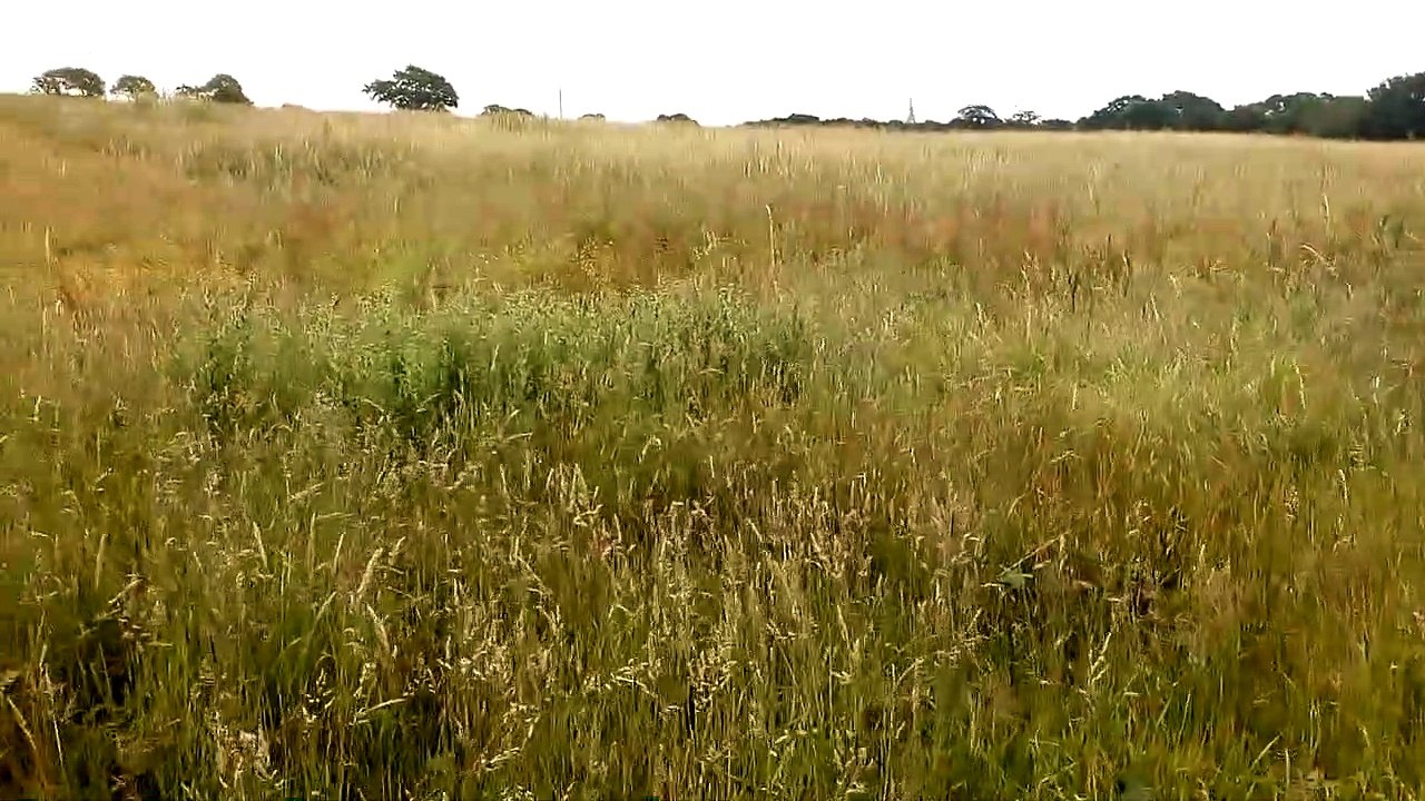 Sprocker spaniel having fun running in a grass field enjoying himself