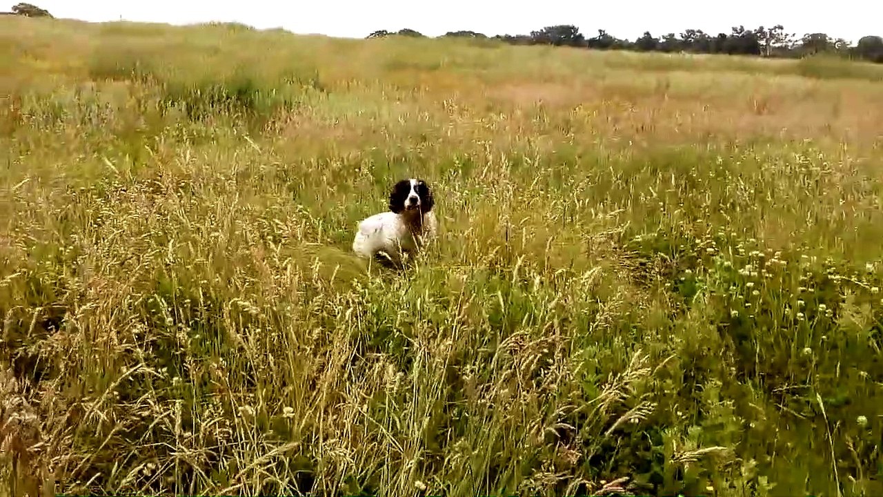 Sprocker spaniel having fun wagging his tail really happy in a field