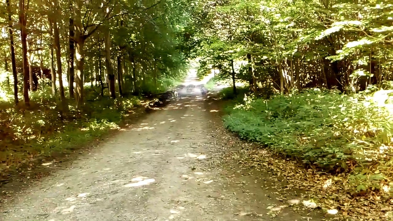 Sprocker spaniel sniffing on the edge of a woodland track