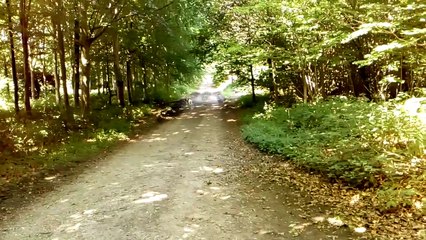 Sprocker spaniel sniffing on the edge of a woodland track
